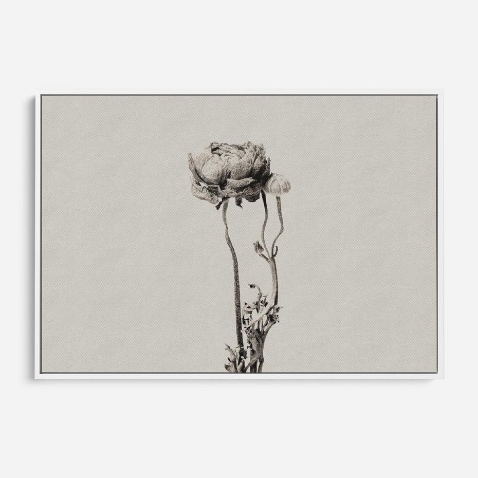 Obraz w ramie 100x70 - Cień Kwiatowej Delikatności - kwiat, cień - rama biała