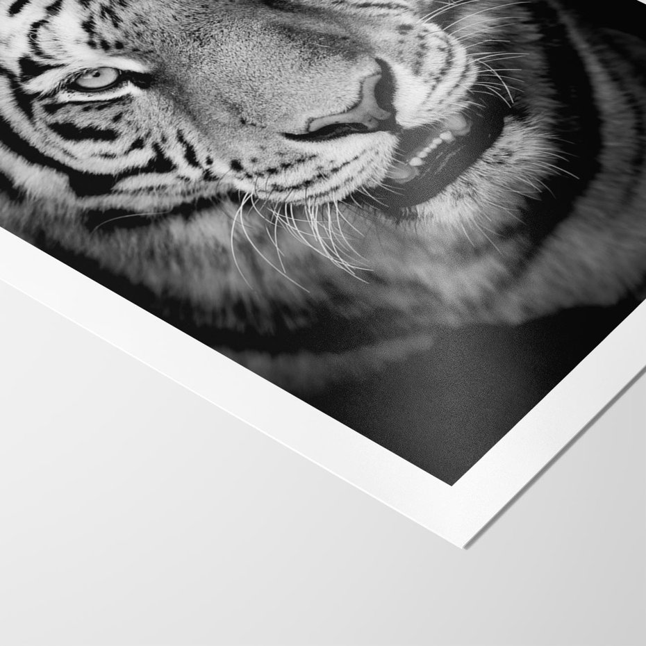 Plakat bez ramy 21x30 - Tygrys Czarno-Biały: Siła i Delikatność - tygrys, czarno