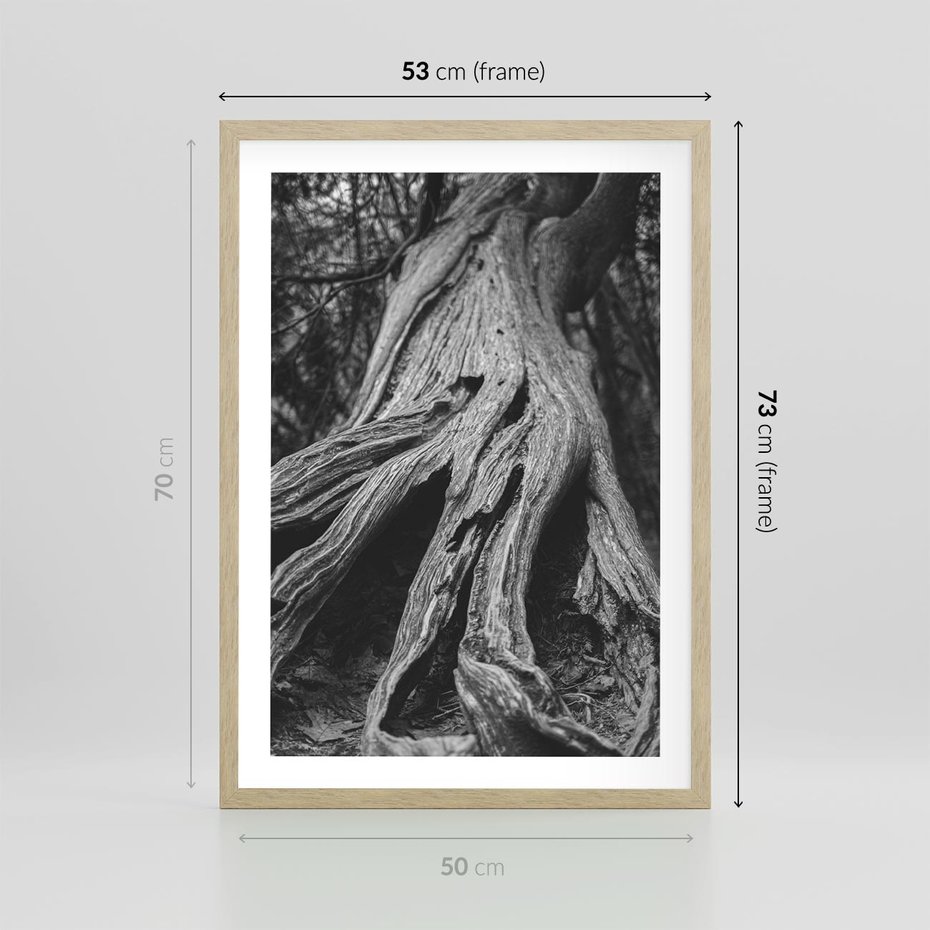 Plakat w ramie 50x70 - Siła Natury - czarno biała fotografia, korzenie wielkiego drzewa - rama drewno