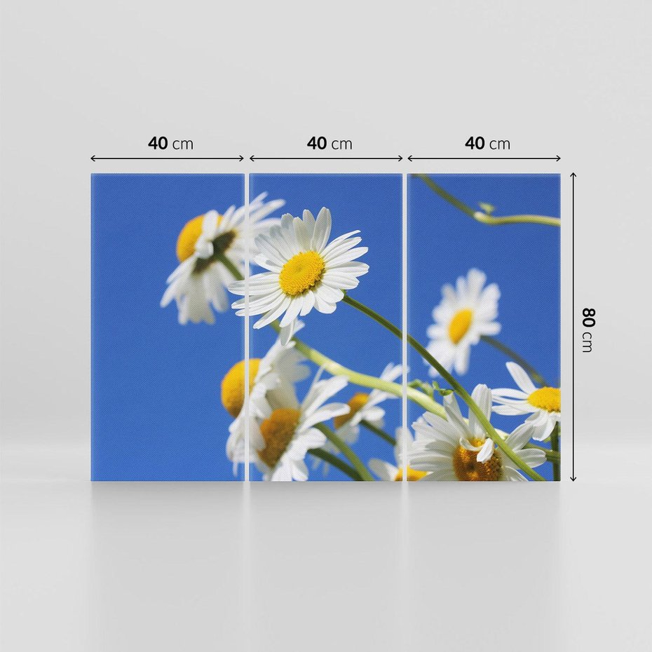 Obraz na płótnie 120x80 - Stokrotkowe pola - stokrotki, kwiaty