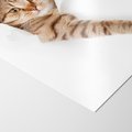 Plakat bez ramy 30x40 - Kot w Dziurze - kot, dziura