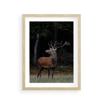 Plakat w ramie 40x50 - Spotkanie z naturą - jeleń, las - rama drewno