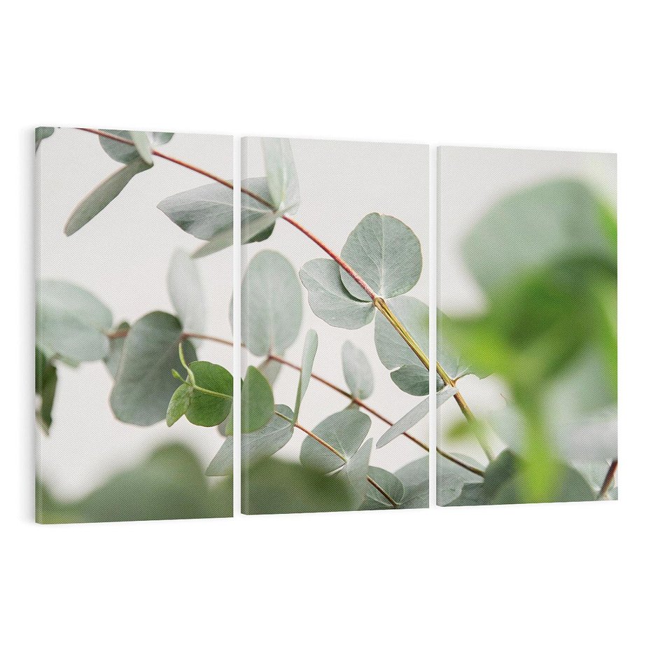 Obraz na płótnie 120x80 - Liście eukaliptusa w naturze - eukaliptus, liście