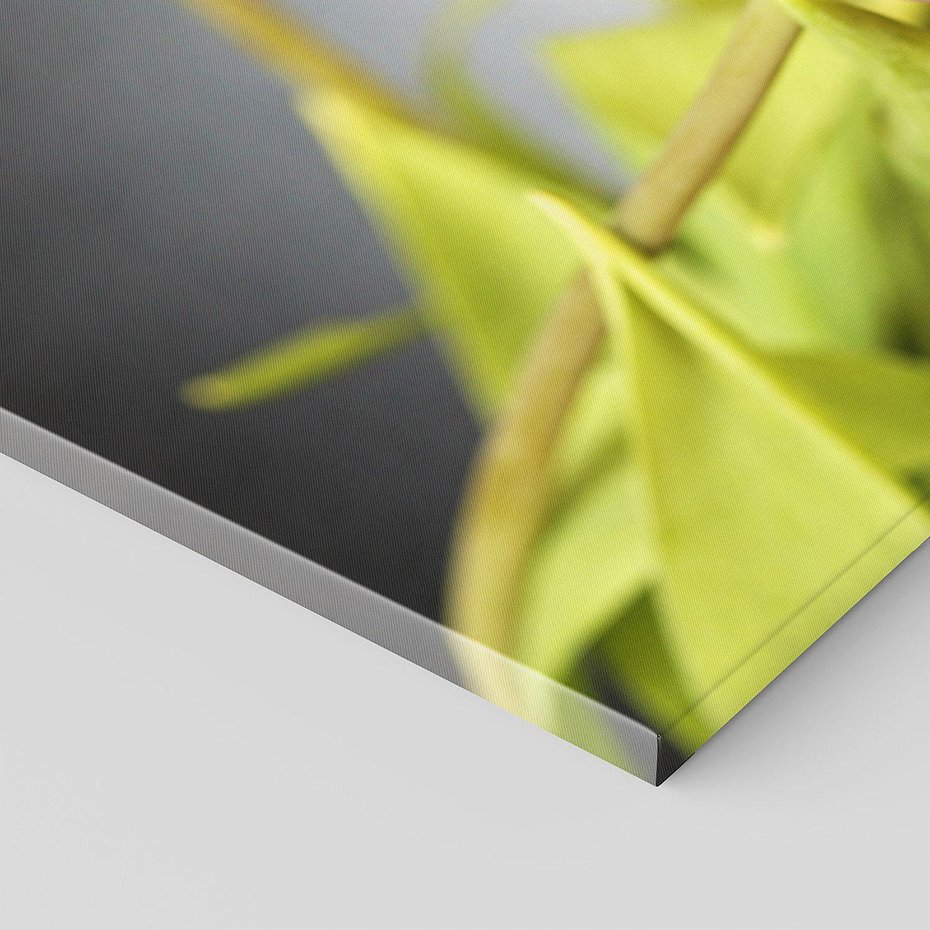 Obraz na płótnie 100x50 - Tulipanowy urok - tulipany, kwiat