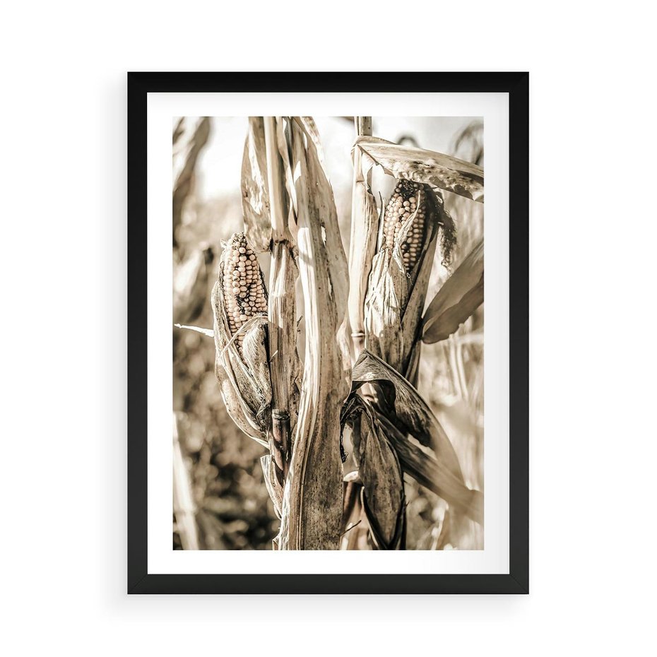 Plakat w ramie 50x70 - Retro Pole Kukurydzy - retro zdjęcie, sepia - rama czarna