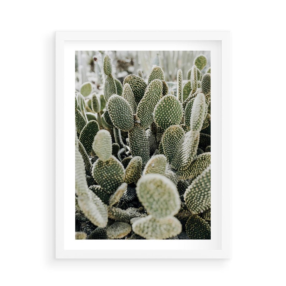 Plakat w ramie 50x70 - Kaktusowa Harmonia - kaktusy, fotografia - rama biała