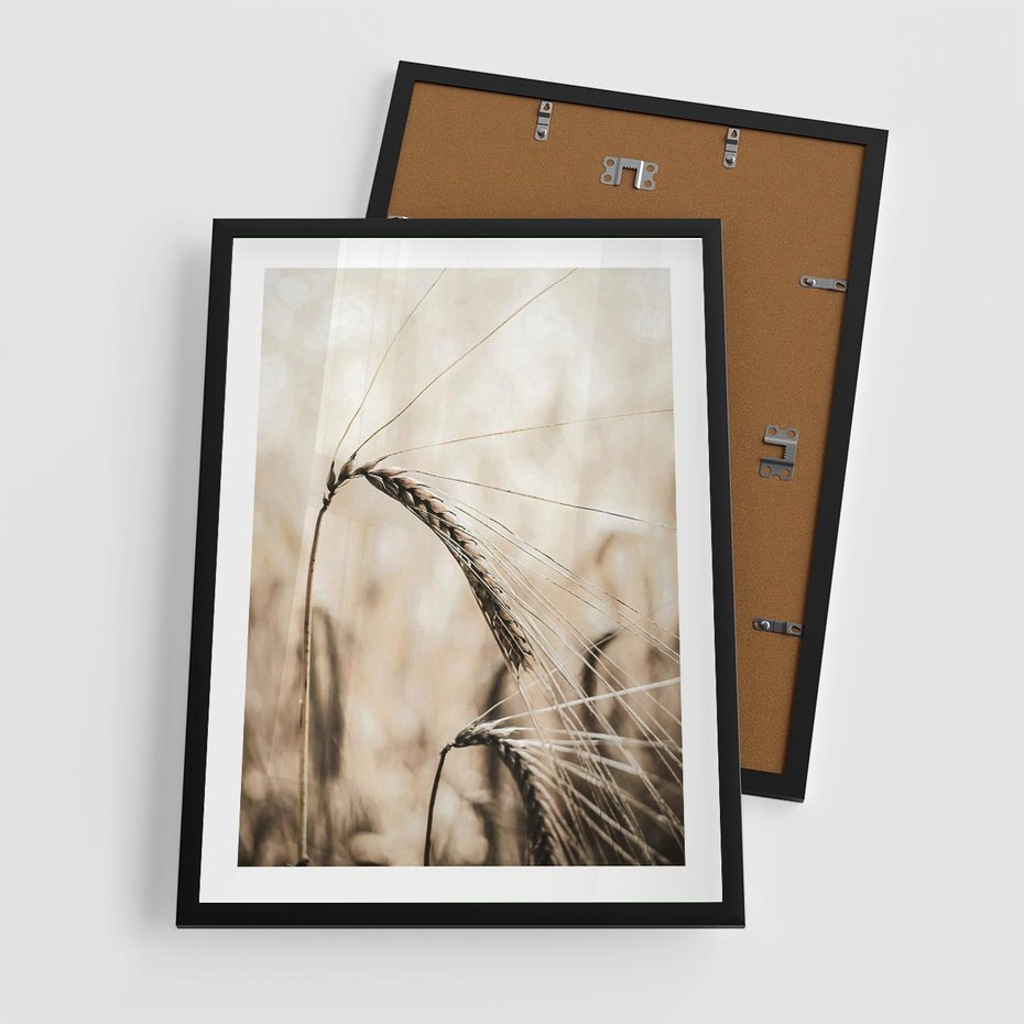 Plakat w ramie 50x70 - Źdźbło Pszenicy: Blisko Natury - źdźbło pszenicy, pszenica - rama czarna