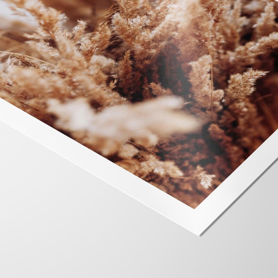 Plakat bez ramy 50x70 - Sztuka Suszonych Traw - trawa pampas, suszone trawy