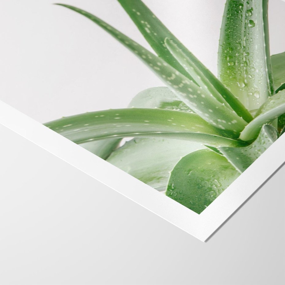 Plakat bez ramy 50x70 - Zielone Piękno - aloes, liście