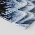 Obraz na płótnie 80x80 - Makro piękno dmuchawców - makro, dmuchawce