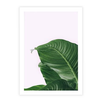 Plakat bez ramy 30x40 - Zielone liście monstery - liście, monstera