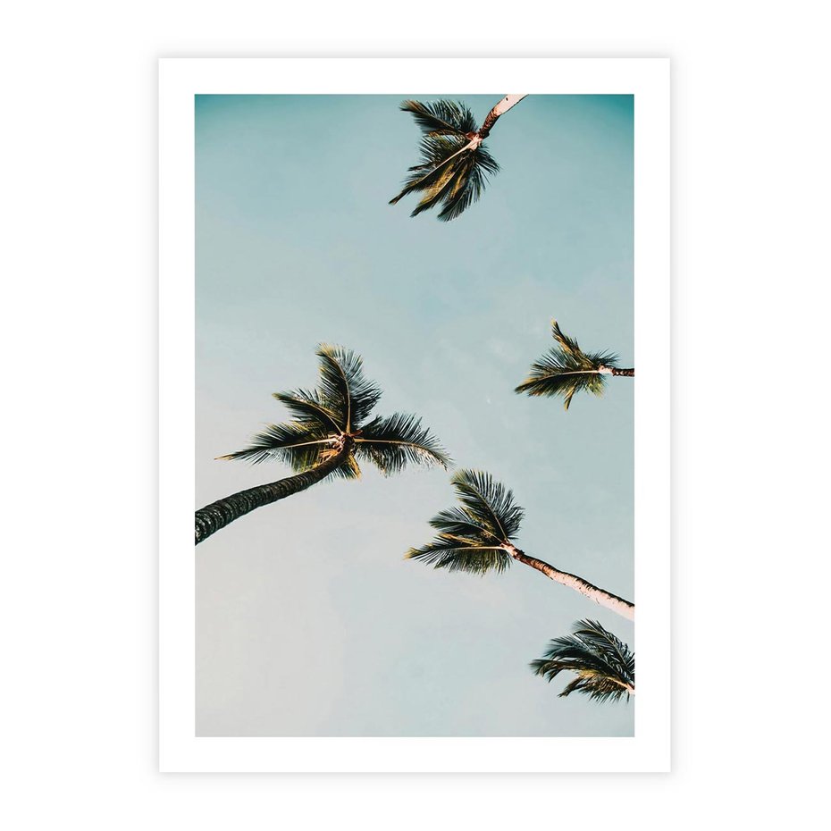 Plakat bez ramy 21x30 - Palmy i Niebo - palmy, ujęcie z dołu