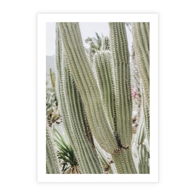 Plakat bez ramy 30x40 - Duże Kaktusy w Pejzażu - kaktus, duże kaktusy na pustyni