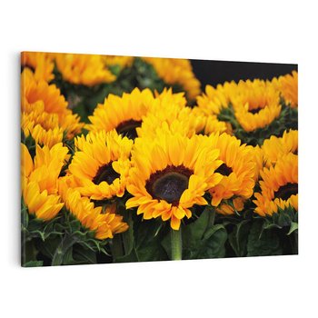 Obraz na płótnie 120x80 - promień słoneczny w kwiatowym świecie - słoneczniki, kwiat