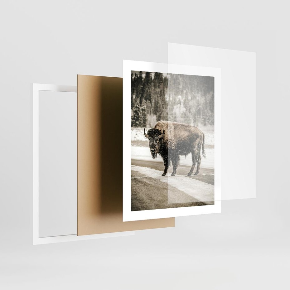 Plakat w ramie 40x50 - Spotkanie z Żubrem na Leśnej Drodze - żubr, las - rama biała