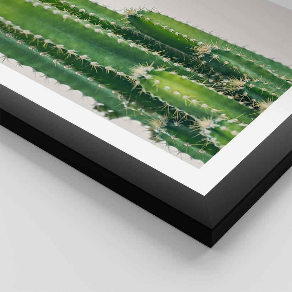 Plakat w ramie 30x40 - Minimalistyczne Kaktusy na Białym Tle - kaktusy, minimalistyczna fotografia - rama czarna