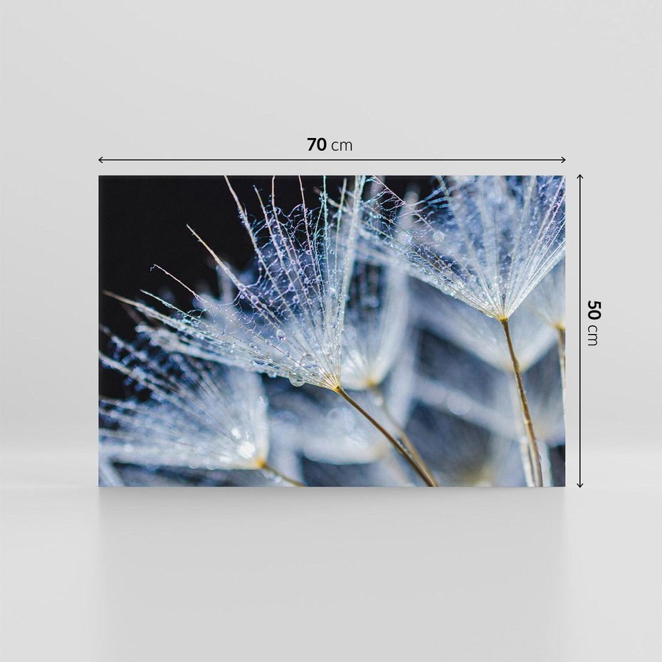 Obraz na płótnie 70x50 - Makro piękno dmuchawców - makro, dmuchawce