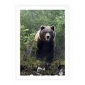 Plakat bez ramy 30x40 - Spotkanie z Niedźwiedziem w Lesie - niedźwiedź, las