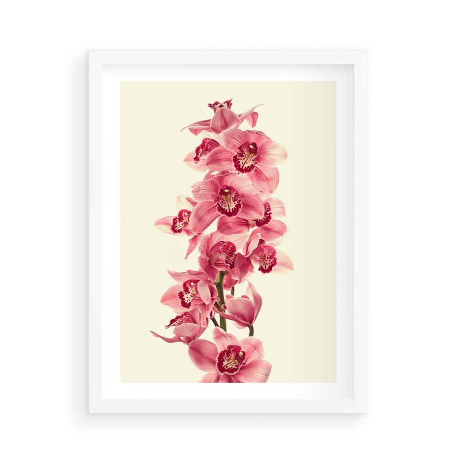 Plakat w ramie 50x70 - Orchidea w spa - relaks - orchidea, spa - rama biała