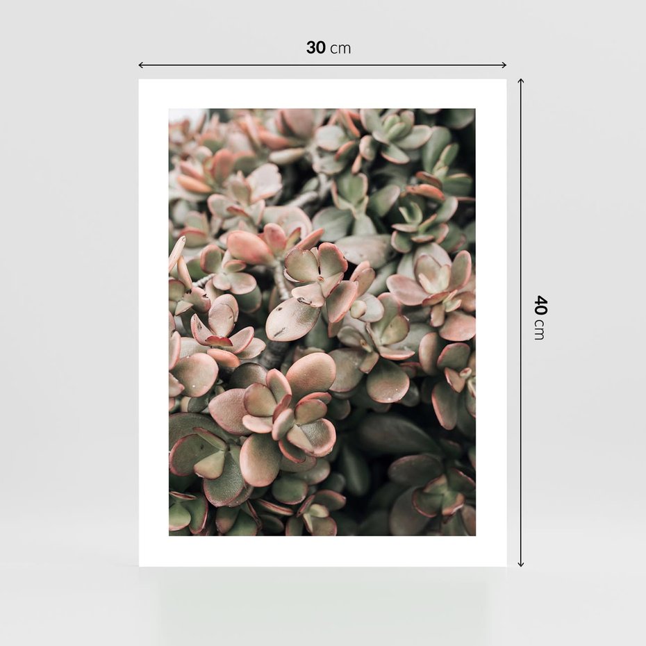 Plakat bez ramy 30x40 - Sukulentowa Prostota - sukulenty, zielone liście