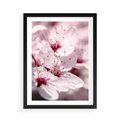 Plakat w ramie 50x70 - Kwitnąca Wiśnia - kwiaty, kwitnąca - rama czarna
