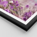 Plakat w ramie 40x50 - Majestat lawendy: fioletowe pola - lawenda, fiolet - rama czarna