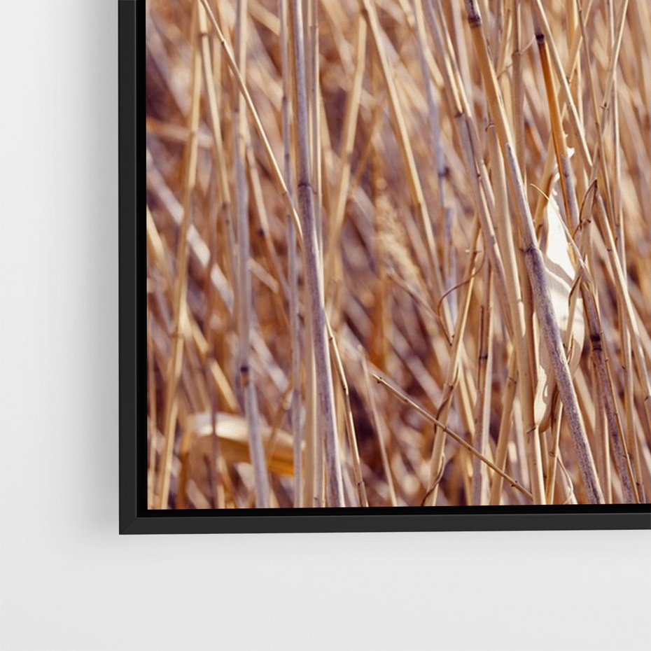 Obraz w ramie 50x70 - Mistrzowskie suche trawy - suche, trawy - rama czarna