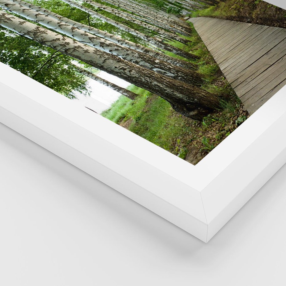 Plakat w ramie 30x40 - Spacer ścieżką przez brzozowy las - las, ścieżka - rama biała