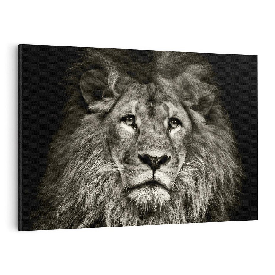 Obraz na płótnie 120x80 - Moc lewego spojrzenia - lew, czarno
