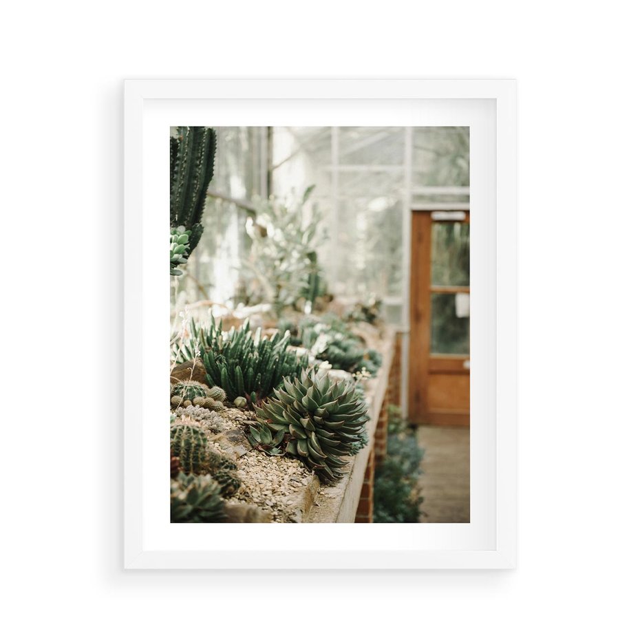 Plakat w ramie 40x50 - Sukulenty w Szklarni - sukulenty, w szklarni - rama biała
