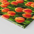 Obraz na płótnie 80x120 - Urok tulipanów piękno kwiatów - tulipany, kwiaty