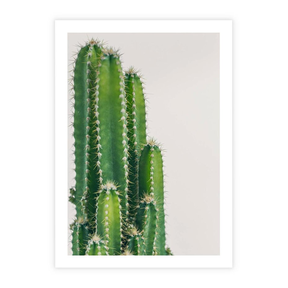 Plakat bez ramy 30x40 - Minimalistyczne Kaktusy na Białym Tle - kaktusy, minimalistyczna fotografia