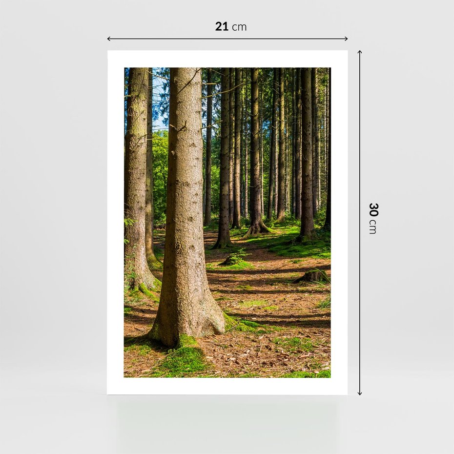 Plakat bez ramy 21x30 - Las: harmonia natury - las, drzewa