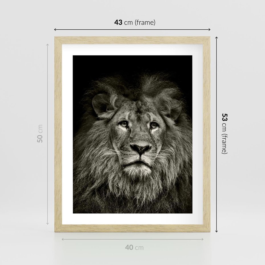 Plakat w ramie 40x50 - Moc lewego spojrzenia - lew, czarno - rama drewno