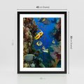 Plakat w ramie 40x50 - Podwodne królestwo rafy koralowej - rafa, koralowa - rama czarna