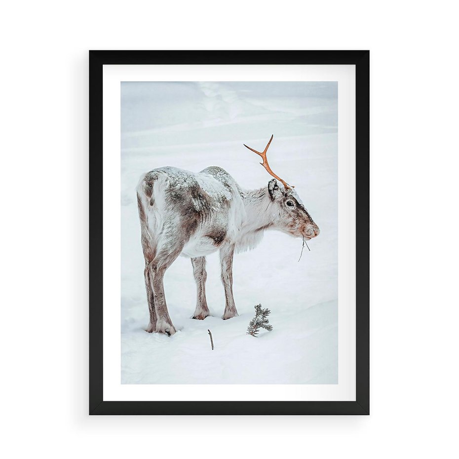 Plakat w ramie 50x70 - Magia Świąt - renifer na śniegu, śnieg - rama czarna