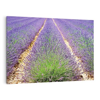 Obraz na płótnie 120x80 - Lawendowy kwiat - lawenda, kwiat