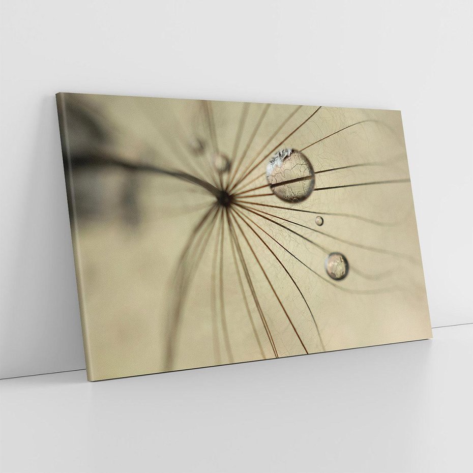 Obraz na płótnie 70x50 - Delikatność dmuchawców - dmuchawce, krople