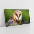 Obraz na płótnie 100x50 - Sowa nocą - sowa, ptak