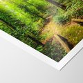 Plakat bez ramy 50x70 - Współistnienie z naturą - drzewa, las
