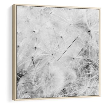 Obraz w ramie 50x50 - Zdmuchnięty Puch - dmuchawce, delikatne - rama drewno