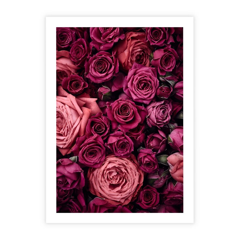 Plakat bez ramy 50x70 - Róże - piękno kwiatów - róże, kwiaty