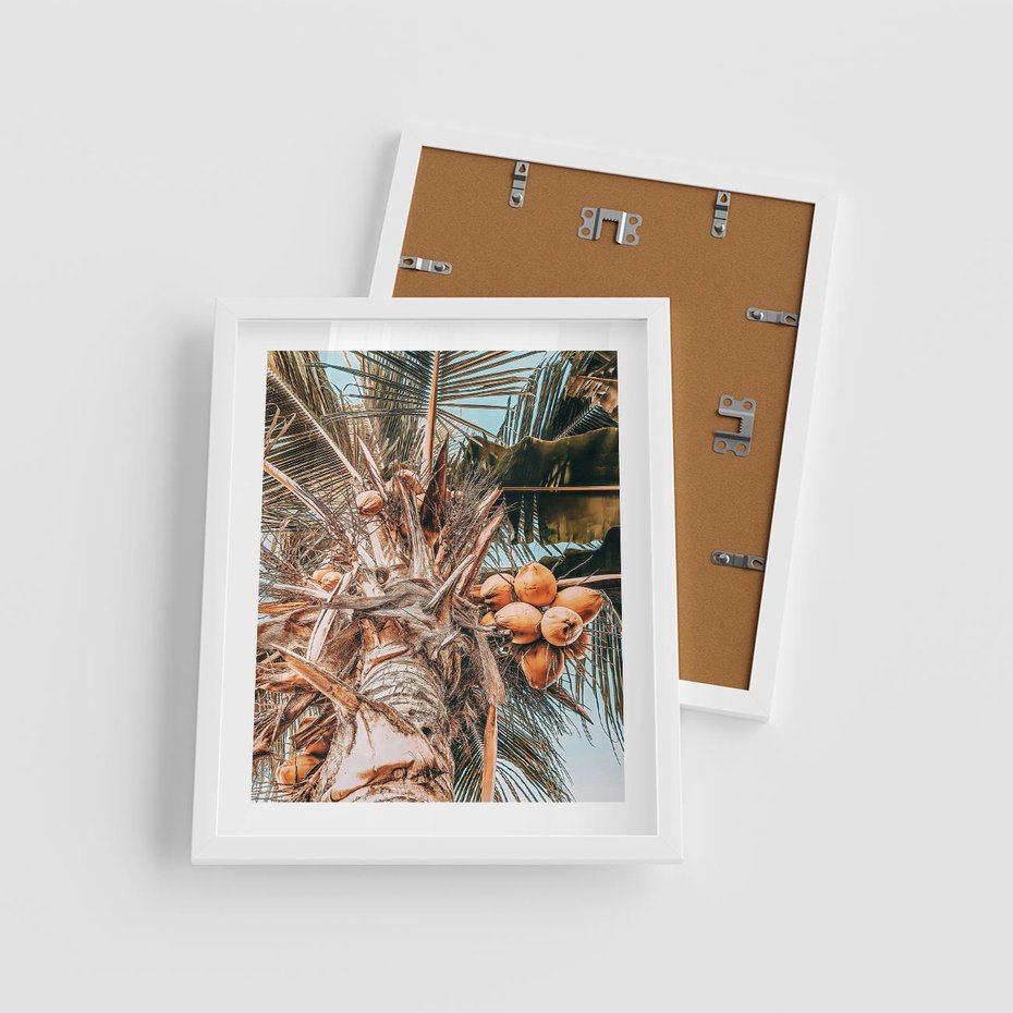 Plakat w ramie 40x50 - Tropikalna Palma: Fotografia z Kokosami - palma kokosowa, kokosy - rama biała