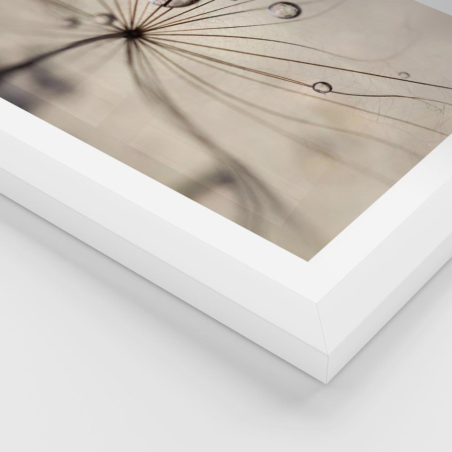 Plakat w ramie 50x70 - Makro Uroda: Kropla na Dmuchawcu - zbliżenie makro, kropla wody na ziarenku dmuchawca - rama biała