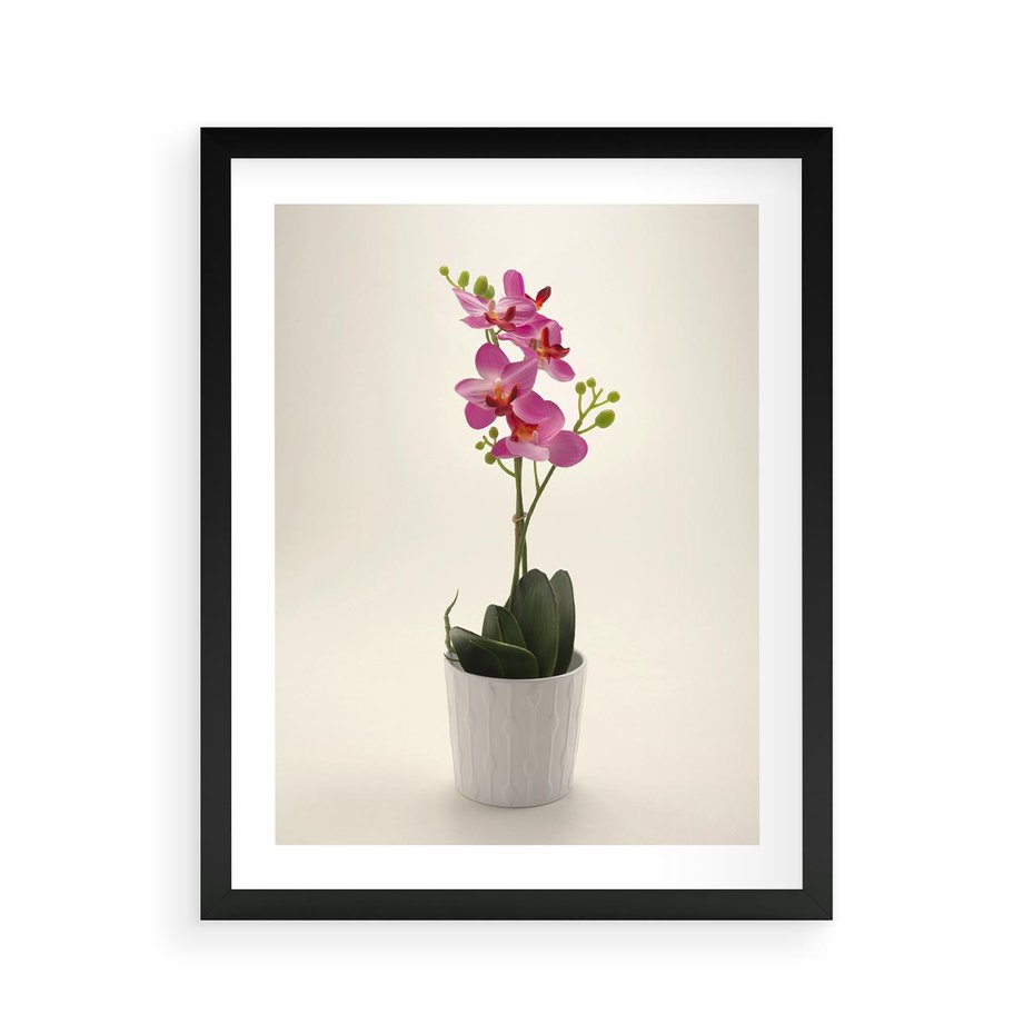 Plakat w ramie 40x50 - Delikatność storczyka orchidei - storczyk, orchidea - rama czarna