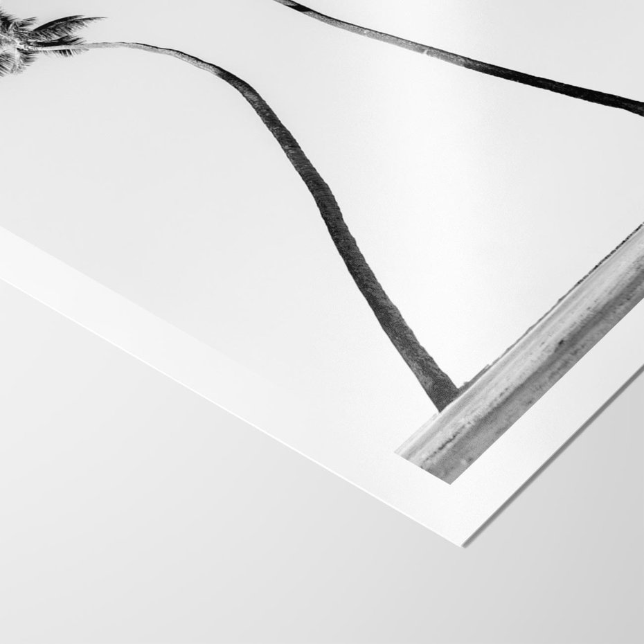 Plakat bez ramy 40x50 - Samotne Palmy - czarno biała fotografia, dwie samotne palmy