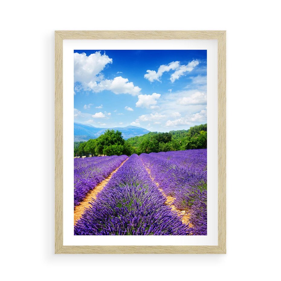 Plakat w ramie 50x70 - Prowansalska Lawenda - lawenda, prowansja - rama drewno