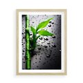Plakat w ramie 50x70 - Bambusowa Harmonia - bambus, liście - rama drewno