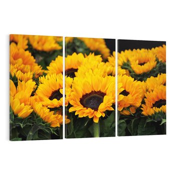 Obraz na płótnie 120x80 - promień słoneczny w kwiatowym świecie - słoneczniki, kwiat