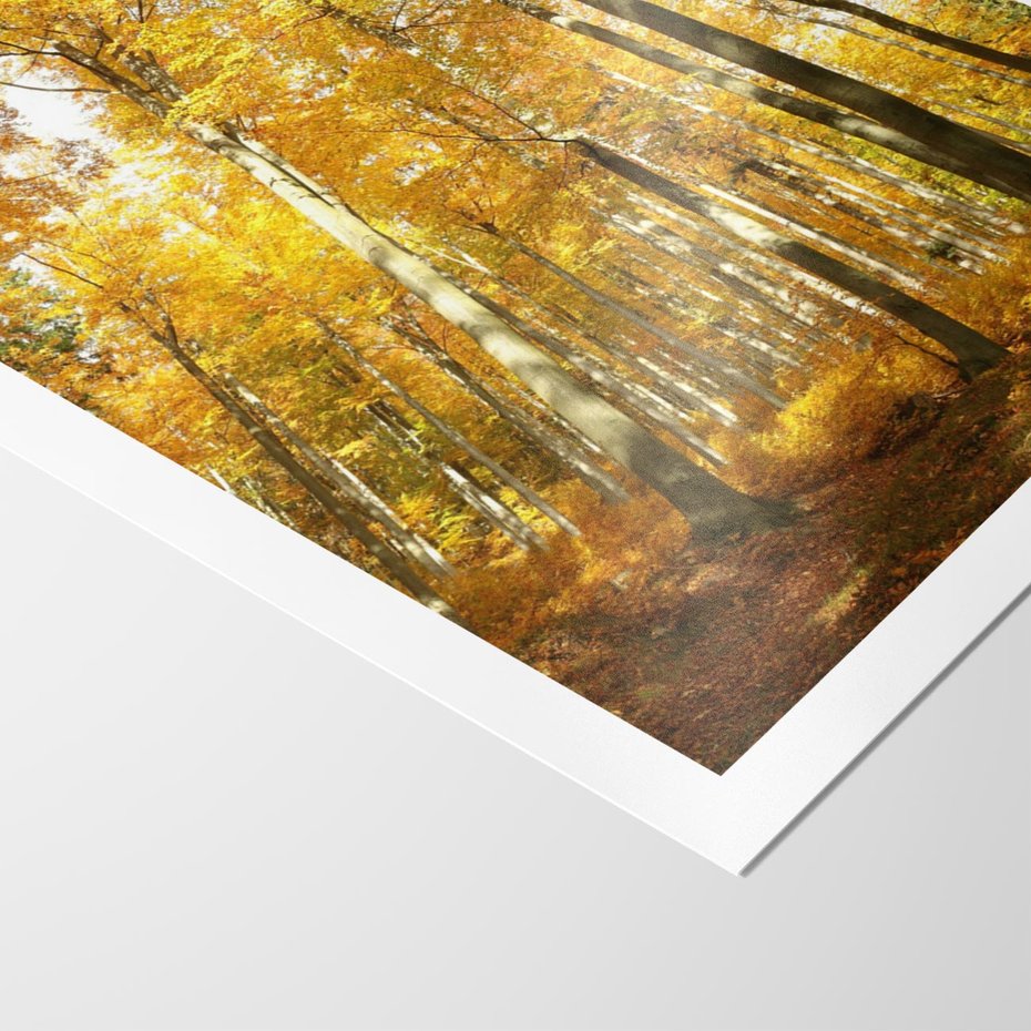 Plakat bez ramy 40x50 - Jesienny Las - Kolorowa Paleta Natury - jesień, drzewa